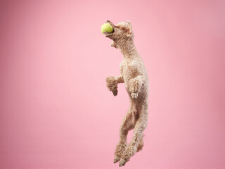 Funny active dog jumping. happy small poodle on pink background