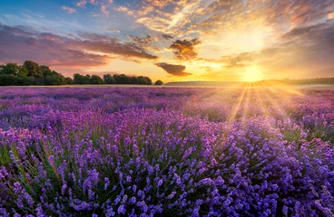 Gardinen Schöne Lavendelfeld-Sonnenunterganglandschaft © Piotr Krzeslak