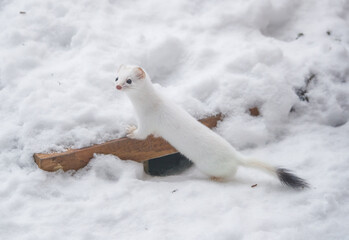 Snow White ermine short tailed weasel
