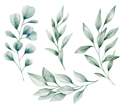 Watercolor illustration set with green eucalyptus branches. Isolated on white background. Hand drawn clipart. Perfect for card, postcard, tags, invitation, printing, wrapping, fabric.