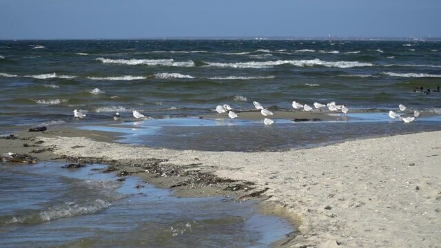 Brzeg morza podczas silnego wiatru. Plaża morska, wybrzeże. Morze Bałtyckie. 