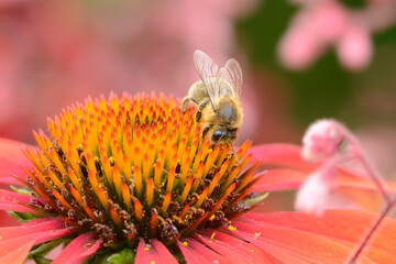 Insekten 29 © K.-U. Häßler