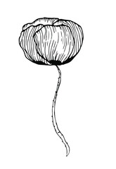 Poppy botanical illustrations, hand drawn vector elements in line art style for design, scrapbook, decoupage