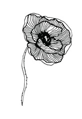 Poppy botanical illustrations, hand drawn vector elements in line art style for design, scrapbook, decoupage