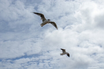 Seabirds in the sky and clouds.