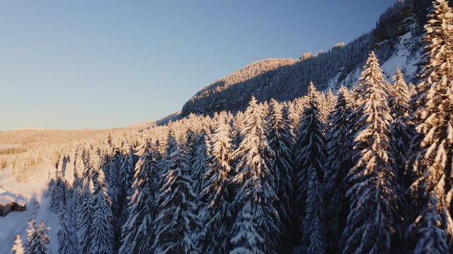 Ascension drone au raz des arbres recouverts de neige dans une vall&eacute;e de montagne du Jura en hiver. Lumi&egrave;re chaude et rasante du coucher de soleil. (Valserine, Mijoux)