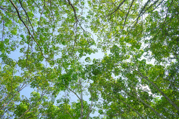 Green leaves of tree up view from below against the blue sky background