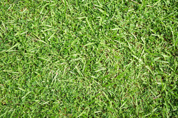 Natural green grass can be use as background
