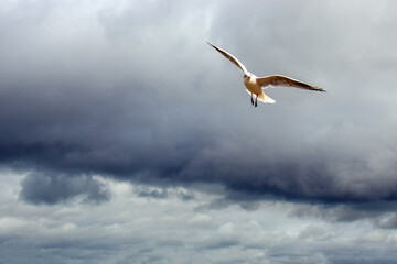Seabirds in the sky and clouds.