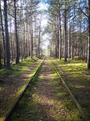 Stare tory kolejowe w lesie. Półwysep Helski, linia kolejowa. 