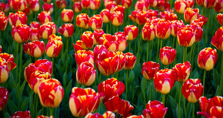 red tulip flower field with colorful natural background