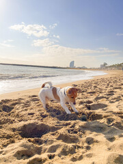 JACK RUSSEL PLAYING WITH SAND