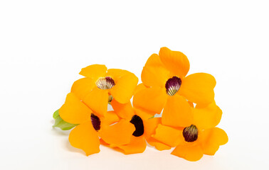 5 orange flowers in front of a white background 