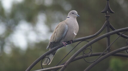 collared pigeon