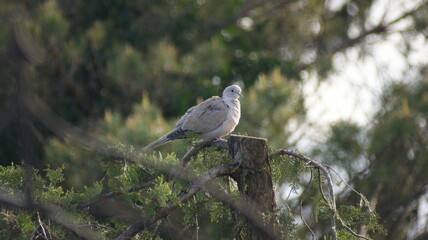 collared pigeon