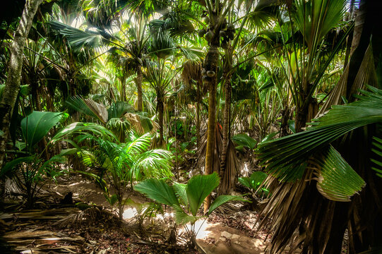Naturreservat Vallee du Mai: Coco de Mer Pflanzen, Praslin, Seychellen
