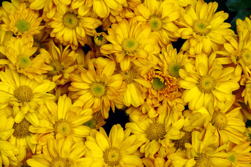 Fototapeta premium The beauty of yellow chrysanthemums flowers