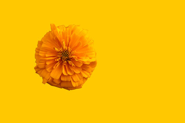 yellow flower on orange background