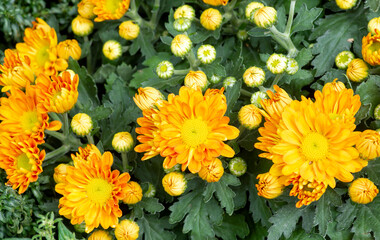 The beauty of yellow chrysanthemums flowers