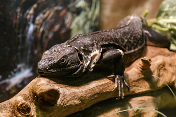 Beautiful Black Mexican dragon, iguana Wigmann, Stenosura pectinate sitting on a branch