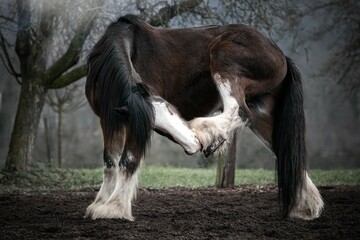Shire Horse 