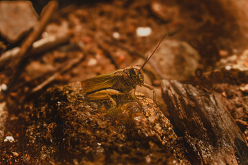 grasshopper on the stone