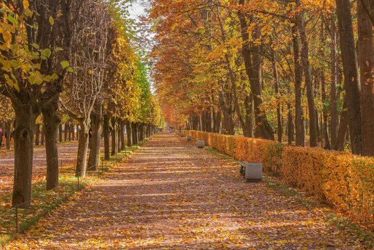 Path in the park at autumn morning.