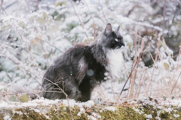 Obraz premium Cats 