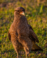 bird of prey