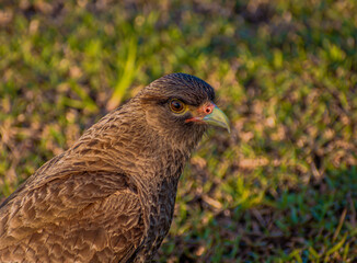 red tailed hawk