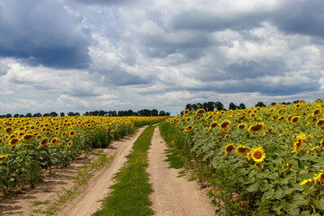 Fototapeta na wymiar Beautiful field of yellow sunflowers on a background of blue sky with clouds