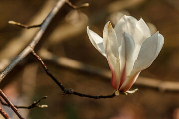 Fototapeta na wymiar beautiful magnolia flowers with water droplets