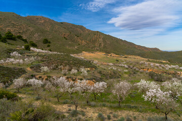 view of many almond trees blossoming in an almond orchard and plantation in the backcountry hills of southern Spain