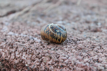 Un pequeño caracol en una piedra 