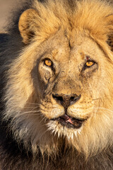 Black-maned Lion in the Kgalagadi