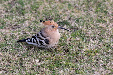 Egypt. Sharm el-Sheikh. Hoopoe bird on the grass. The animal world of Africa.