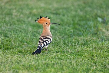 Egypt. Sharm el-Sheikh. Hoopoe bird on the grass. The animal world of Africa.