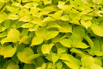 Light green leaves for natural background