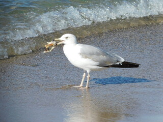. A yellow legged gull or larus michahellis