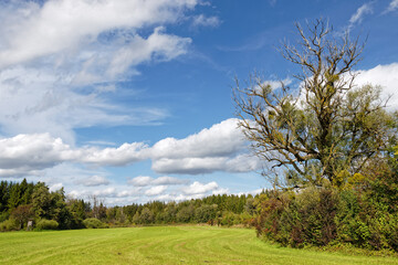 Fototapeta na wymiar Wiese am Waldrand mit einem kahlen Baum, darüber ein blauer Himmel mit Wolken, Deutschland, Europa