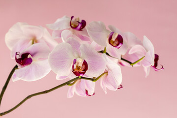 Phelaenopsis orchid. Orchid flower on a pink background. Selective focus, close-up, copy space.