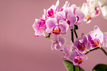 Naklejka na ściany i meble Phelaenopsis orchid. Orchid flower on a pink background. Selective focus, close-up, copy space.