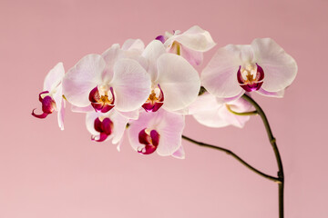 Phelaenopsis orchid. Orchid flower on a pink background. Selective focus, close-up, copy space.