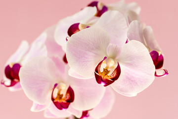 Obraz na płótnie Canvas Phelaenopsis orchid. Orchid flower on a pink background. Selective focus, close-up, copy space.