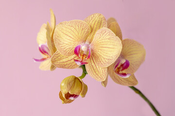 Phelaenopsis orchid. Orchid flower on a pink background. Selective focus, close-up, copy space.