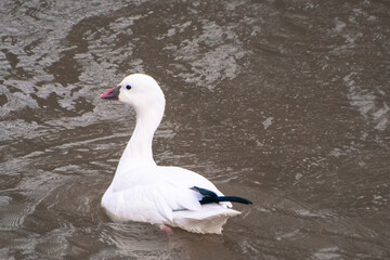 Ross's Goose