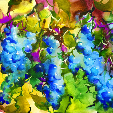 Abstract bright colored decorative background . Floral pattern handmade . Beautiful tender romantic bush of grapes , made in the technique of watercolors from nature.