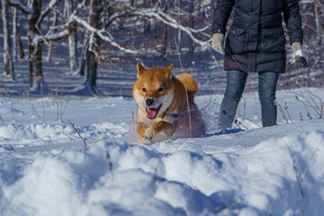 The Shiba Inu Japanese dog plays in the snow in winter.