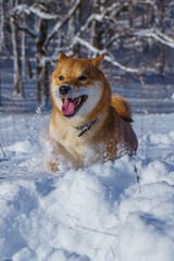 The Shiba Inu Japanese dog plays in the snow in winter.