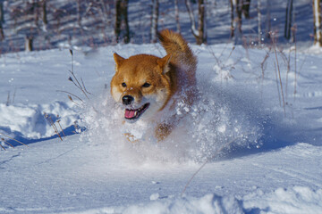 The Shiba Inu Japanese dog plays in the snow in winter.